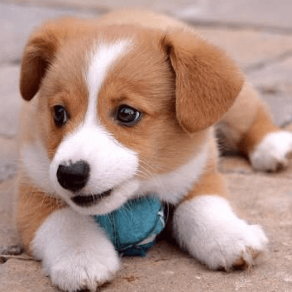 bebe con pelota azul
Problemas de comportamiento en cachorros