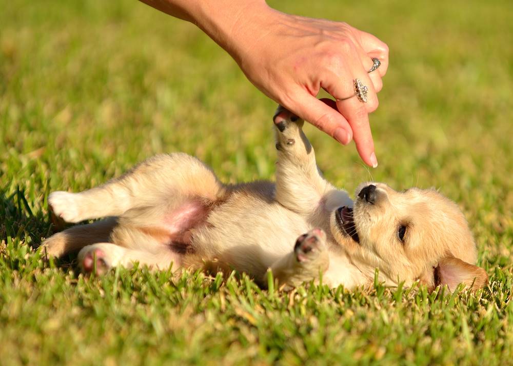 cachorro acostado boca arriba en el pasto