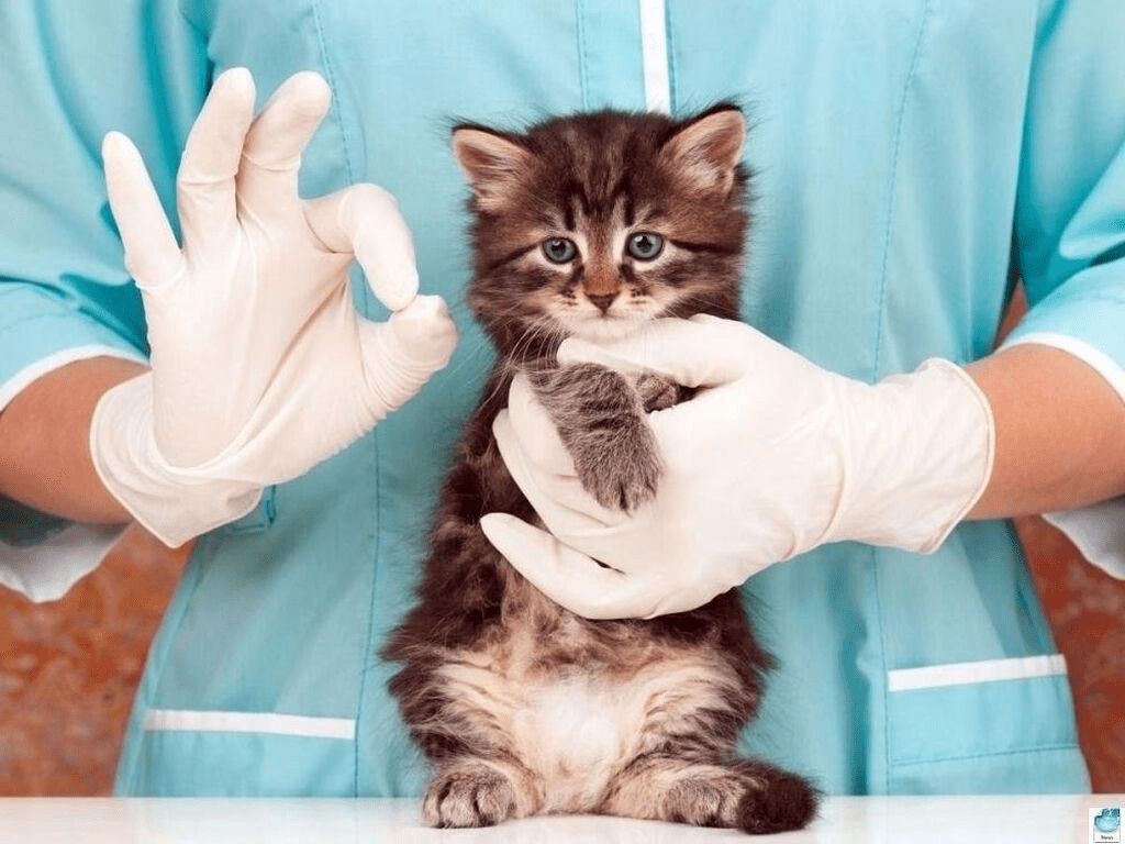 imagen de un lindo gatito en el vet