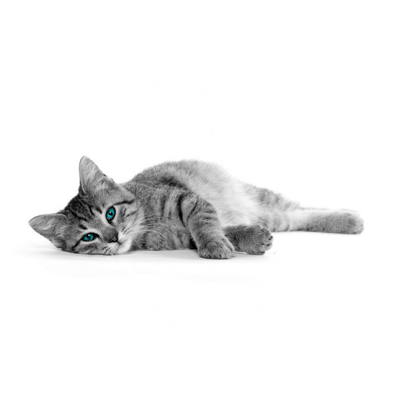 por que mi gato ronronea