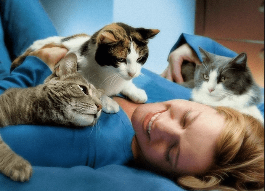 porque mi gato ronronea, se ve una tutora con sus 3 gatos en la cama
