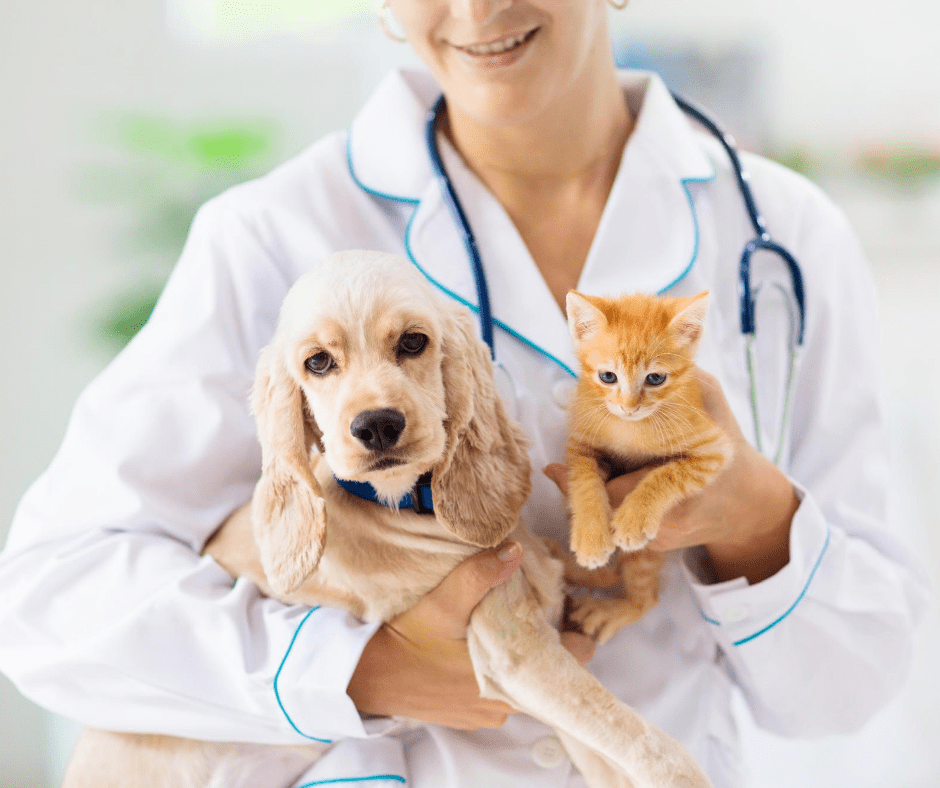 como preparar tu mascota para ir al veterinario