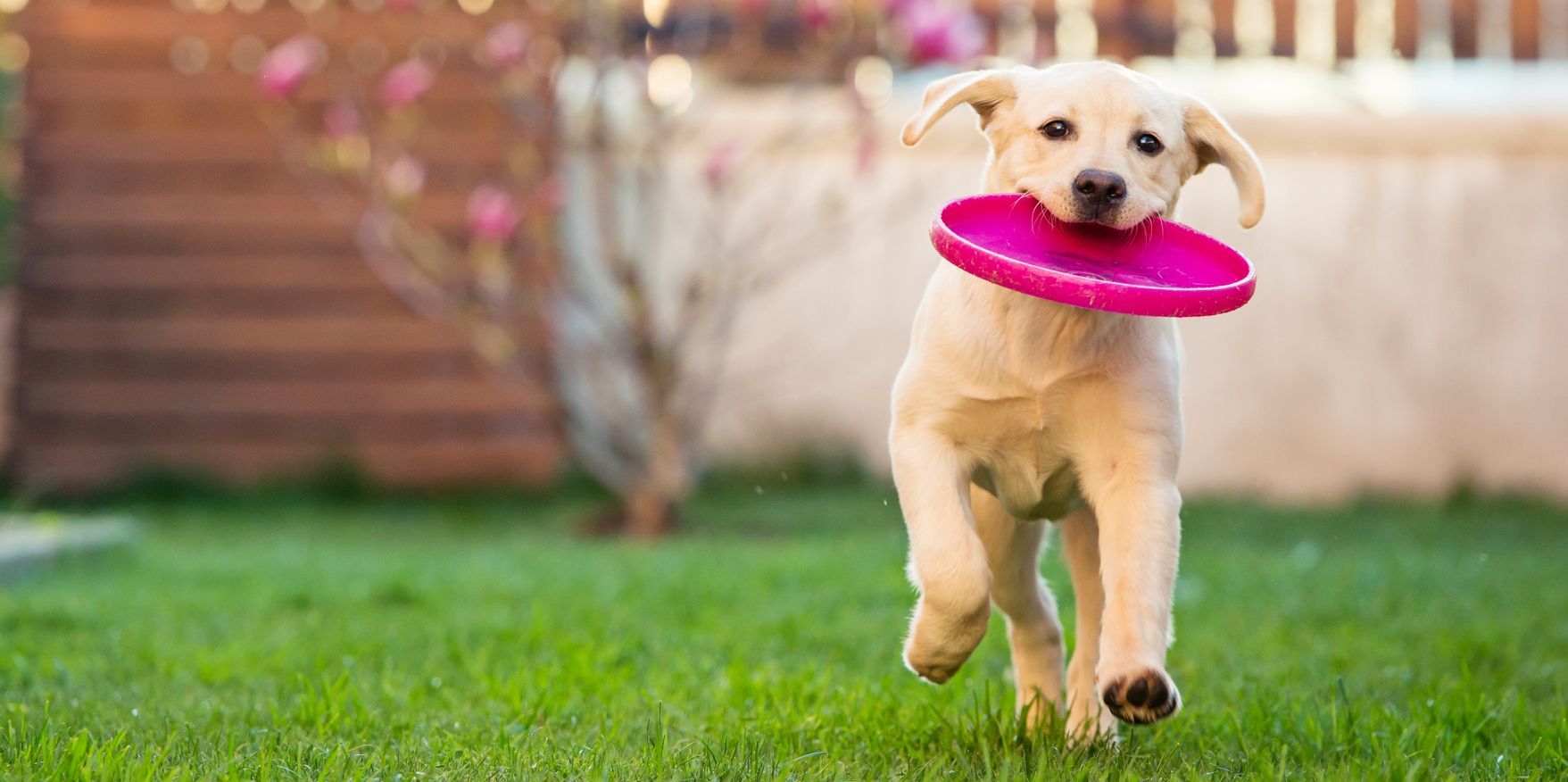 Consejos para cuidar a tus mascotas