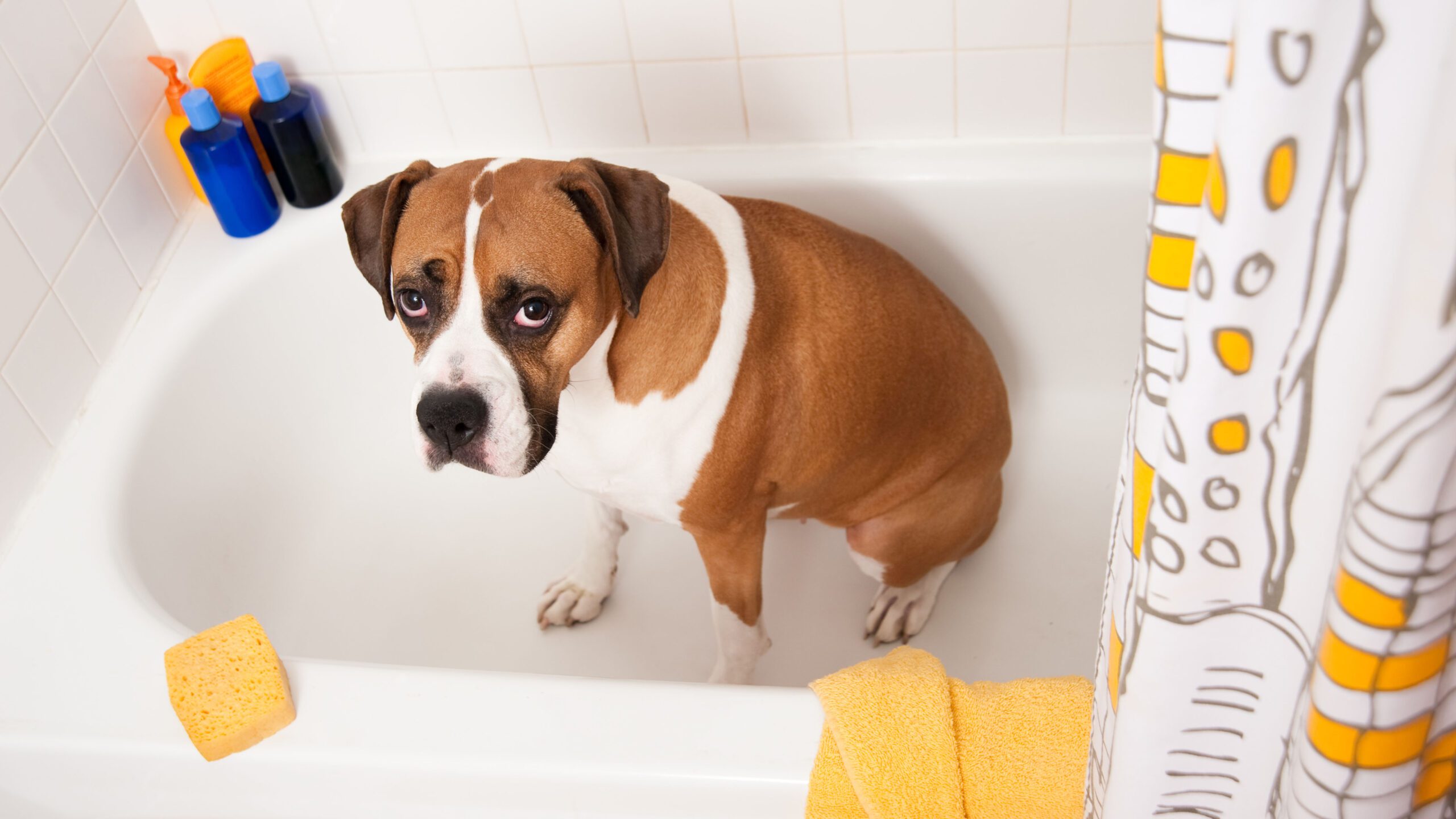 Consejos para cuidar a tus mascotas