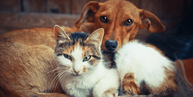 como cuidar tus mascotas en las vacaciones
