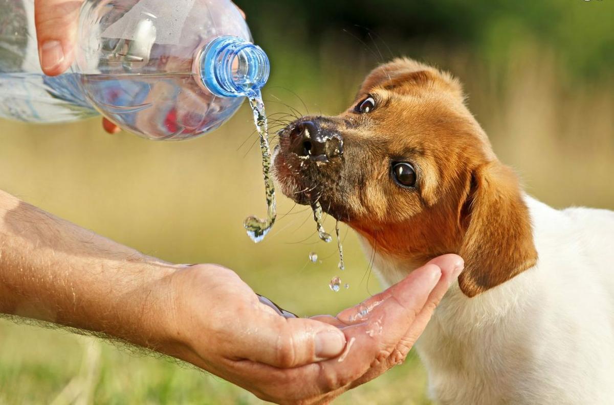 Golpe de calor en mascotas