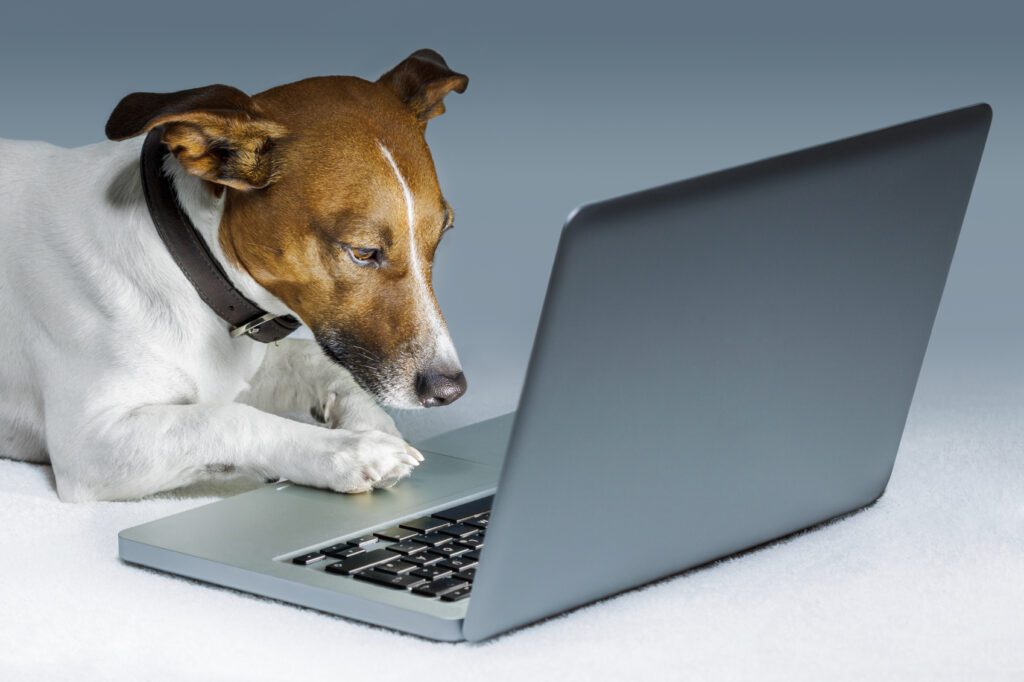 imagen con un perro mirando una computadora