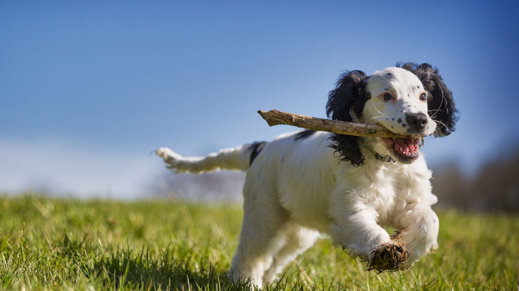 Emergencias Veterinarias