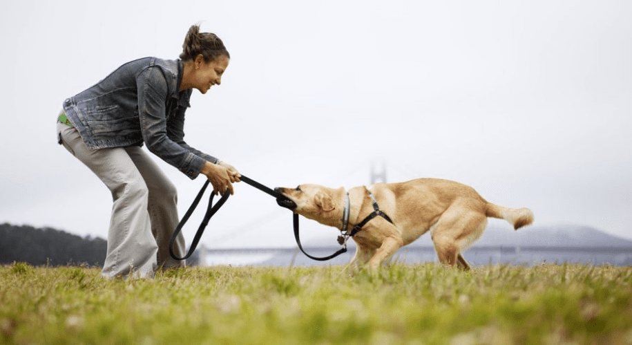 como cuidar tus mascotas en las vacaciones