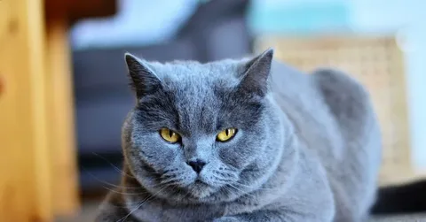 por que mi gato ronronea, aqui se ve un hermoso gato gris, un poco serio...