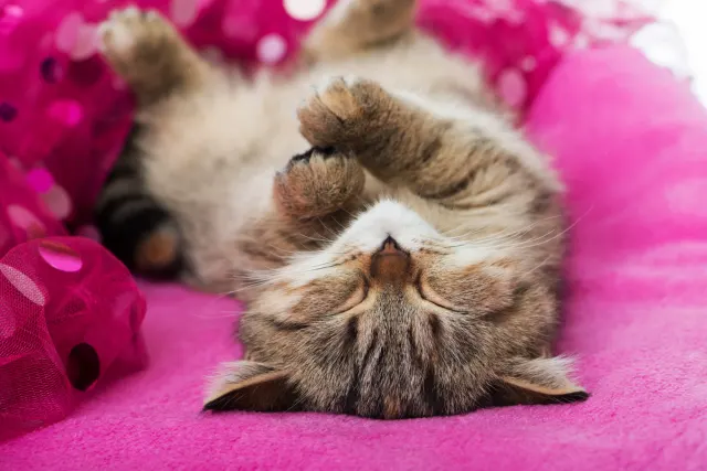 por que mi gato ronronea, gatito boca arriba durmiendo