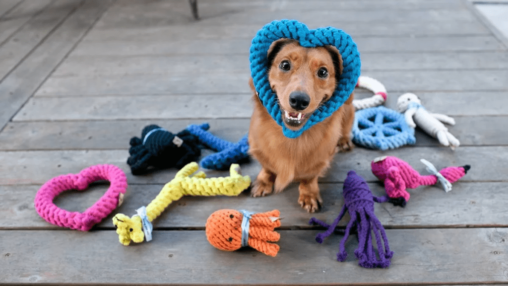 como cuidar tus mascotas en las vacaciones