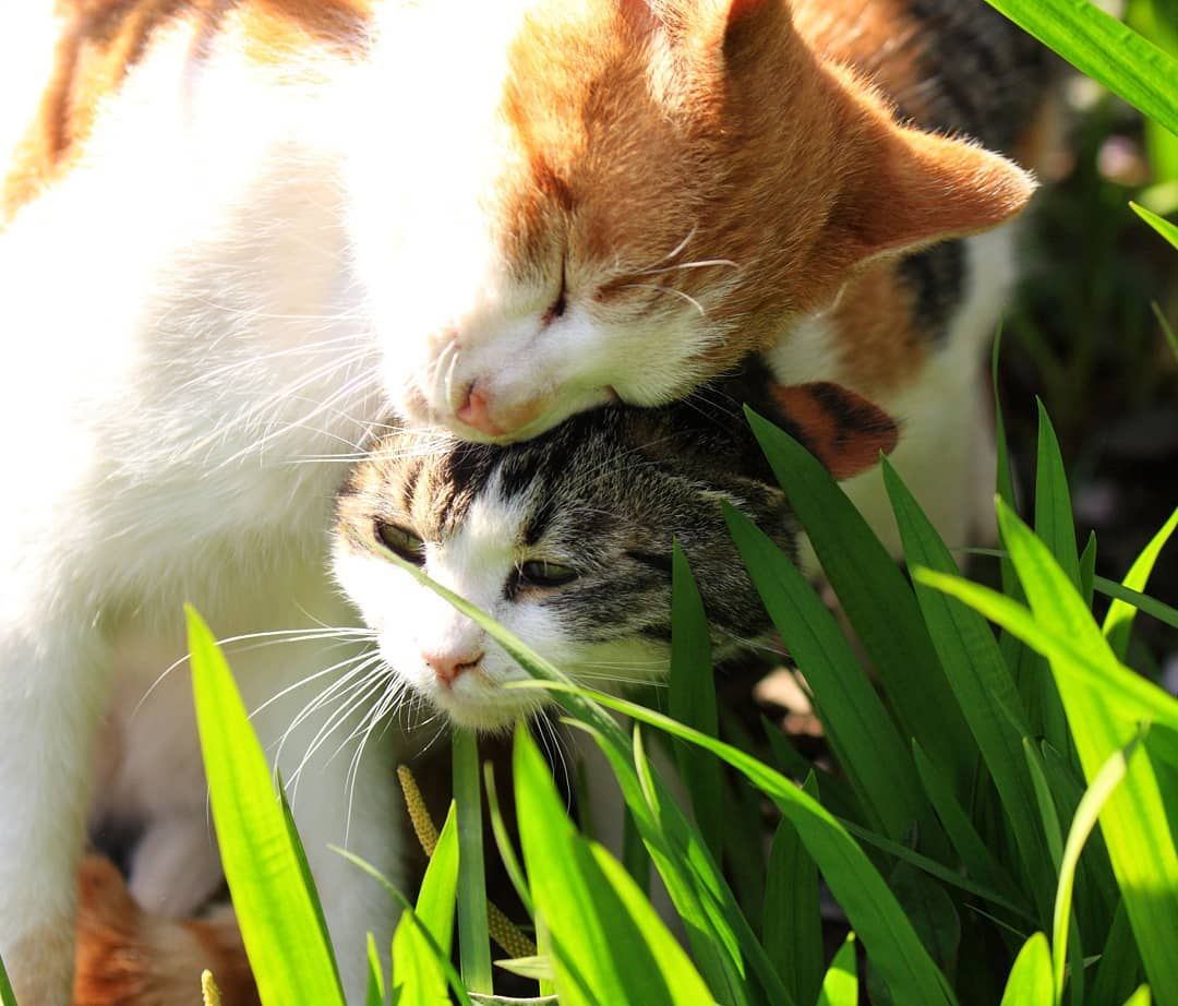 por que mi gato ronronea, madre e hijo gatito