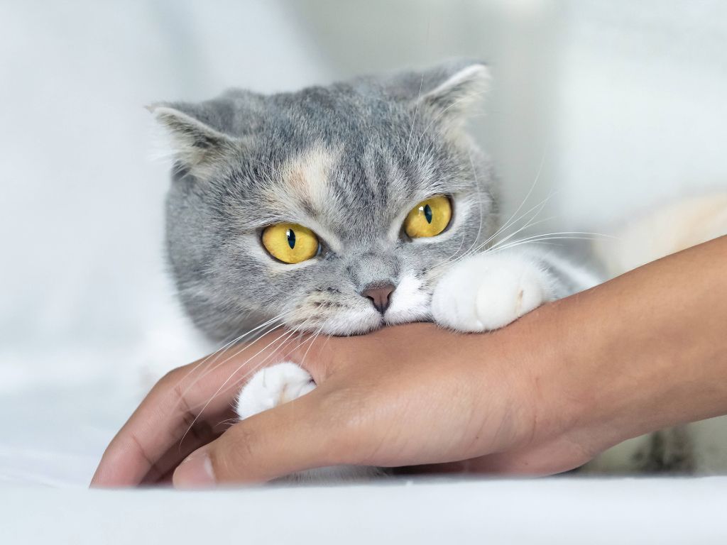 Compolrtamiento felino, muerde