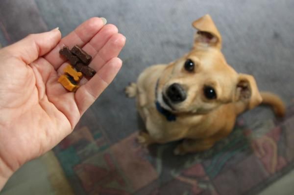 como preparar tu mascota para la visita al veterianario