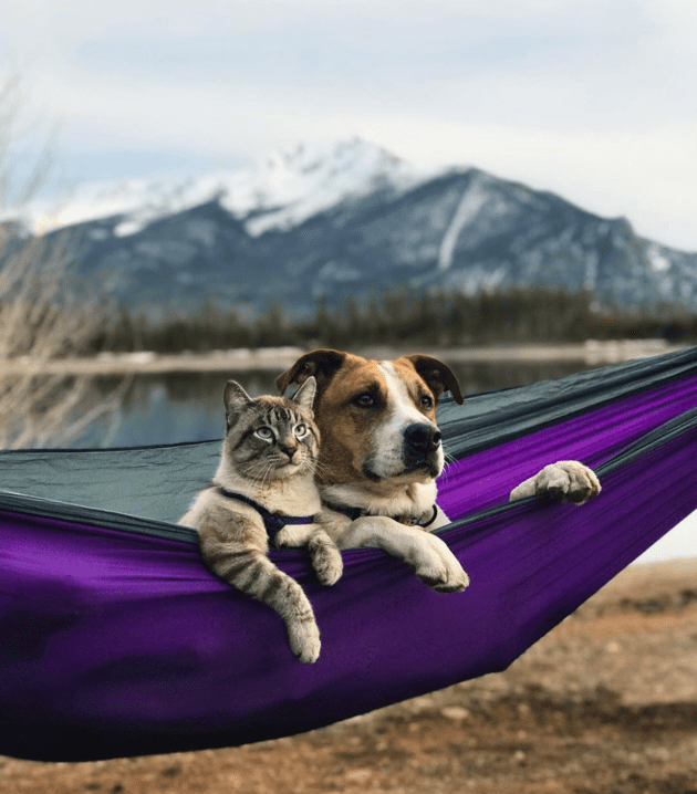 como cuidar tus mascotas en las vacaciones