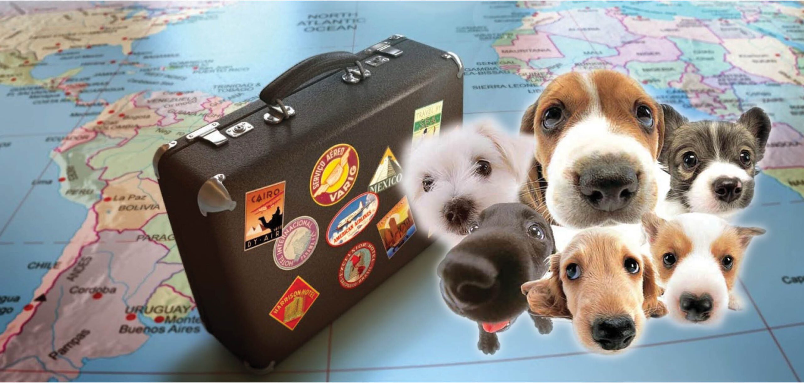 Consejos para cuidar a tus mascotas viajar con mascotas