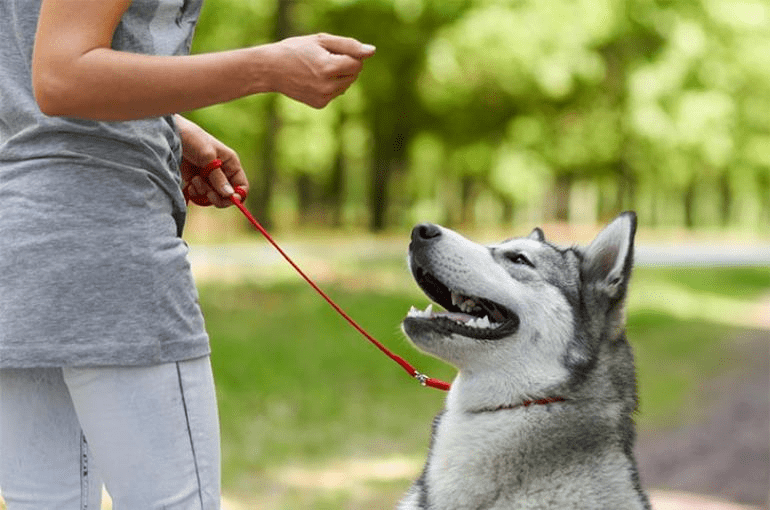 entrenamiento para evitar ansiedad por separacion
