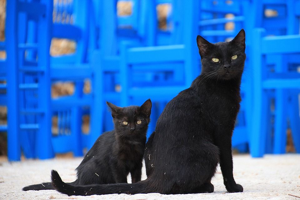 los mitos y realidades de los gatos negros, son tan adorables como todos