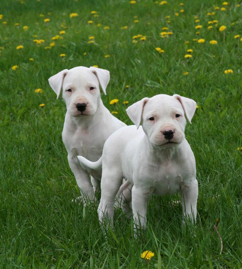 dogo argentino