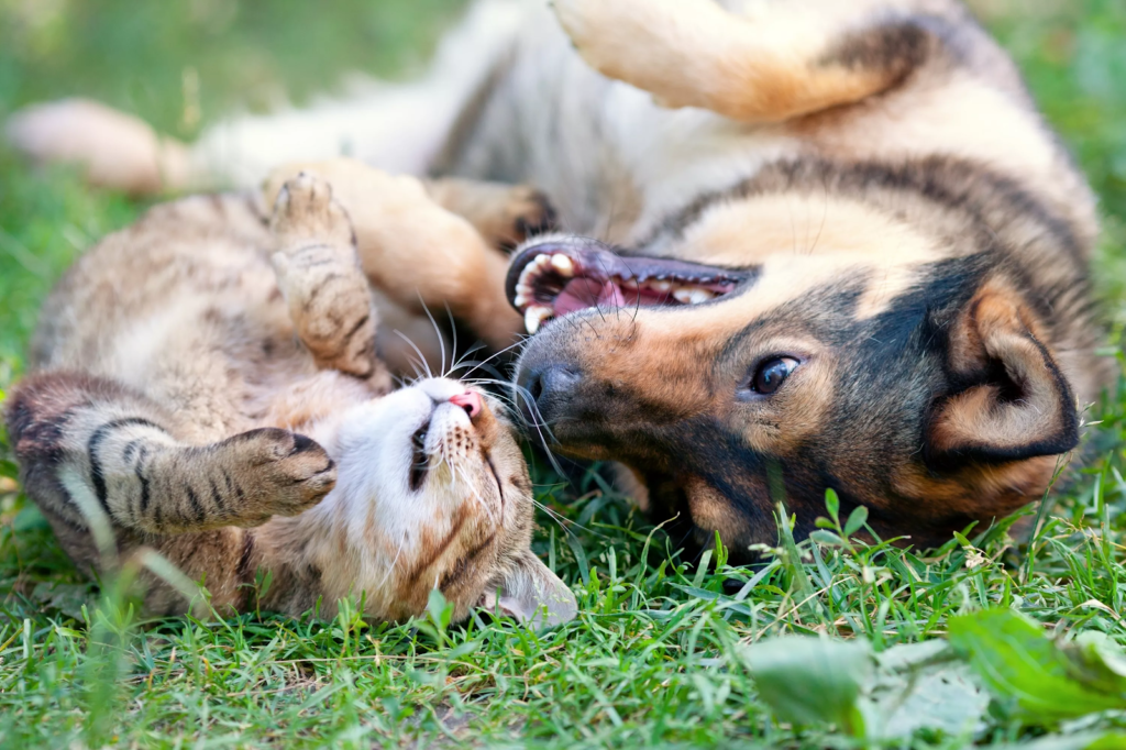 castracion y esterilizacion para mascotas felices
