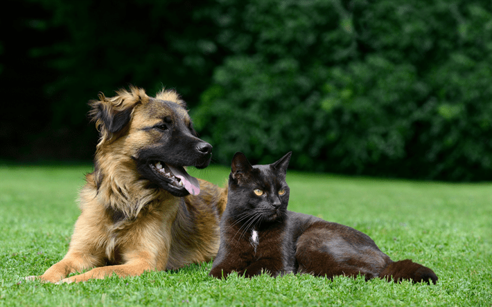 castracion y esterilizacion en mascotas