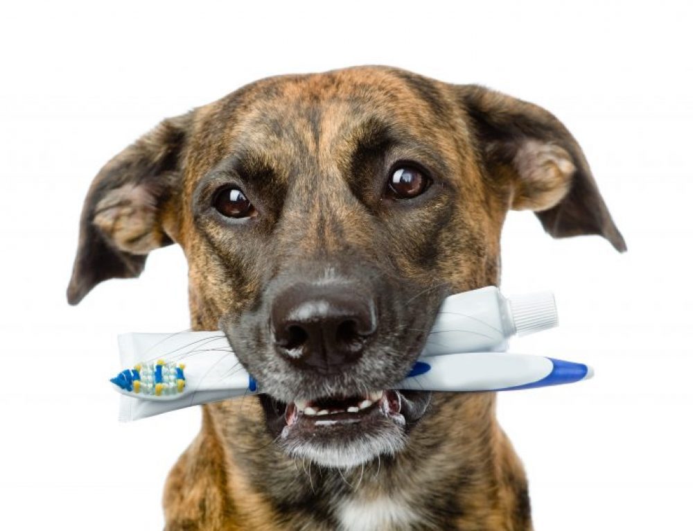 Cuidado dental un perro con su cepillo de dientes en su boca