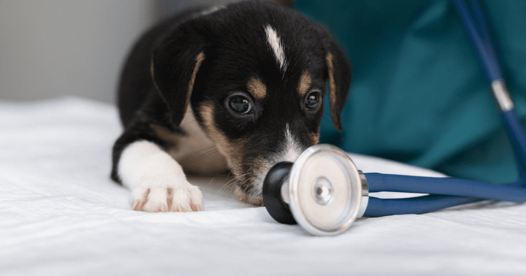 Primeros auxilios para mascotas, donde se ve un perrito y un estetoscopio