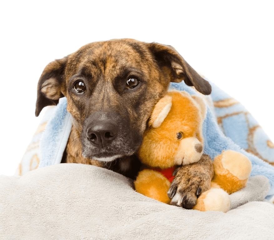 Un pequeño perro con su osito de peluche