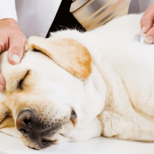 enfermedades mas comunes en perros perro acostado siendo revisado por su veterinario 