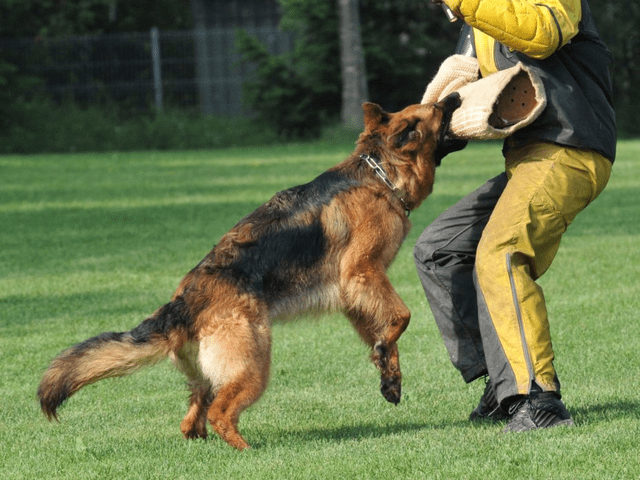 treino canino