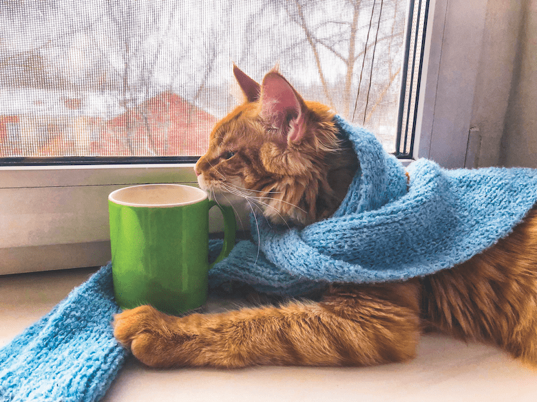 Gato en su ventana con un te y bufanda