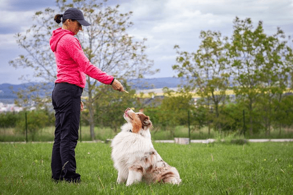 adiestramiento canino