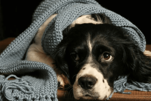 Un lindo perro con su bufanda gris