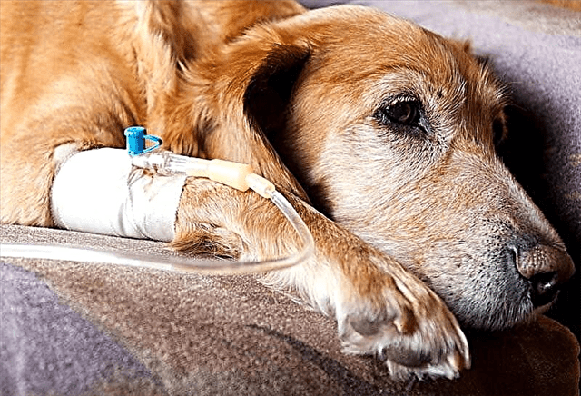 Un perro con suero en su brazo