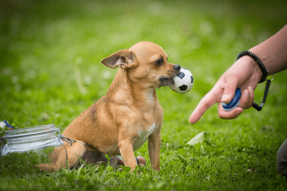 adiestramiento canino