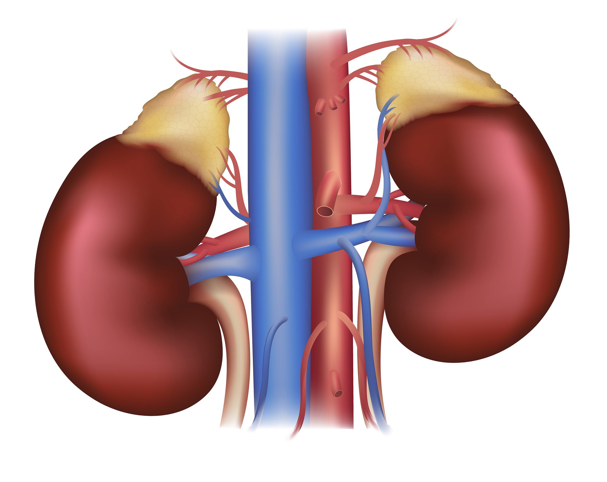 Enfermedad Renal en Perros y Gatos - Mundo PetVital