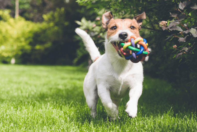 Lindo perrito corriendo en un jardin