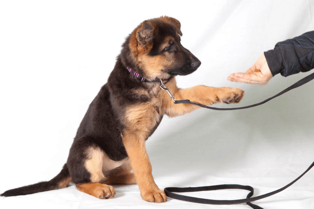 Entrenar a tu mascota