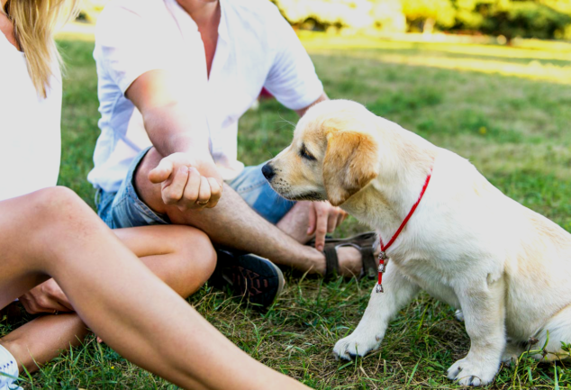 Socializar a tu mascota, aqui vemos un lindo cachorro de labrador con 2 personas en una plaza