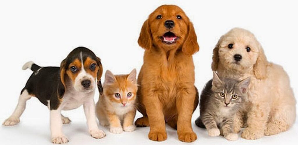 Socializar nuestras mascotas
Aqui hay 3 cachorros y 2 gatitos, todos juntos