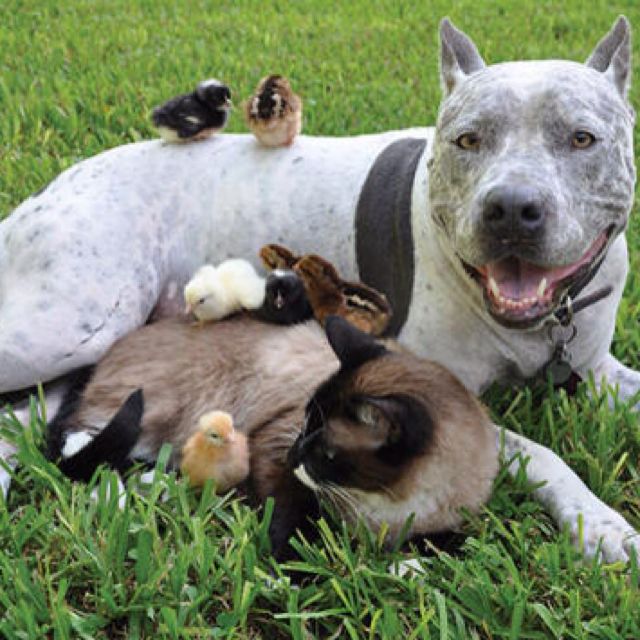 La socializacion de nuestros pets, aqui vemos un pitbull con un gato y varios pollitos, conviviendo armoniozamente