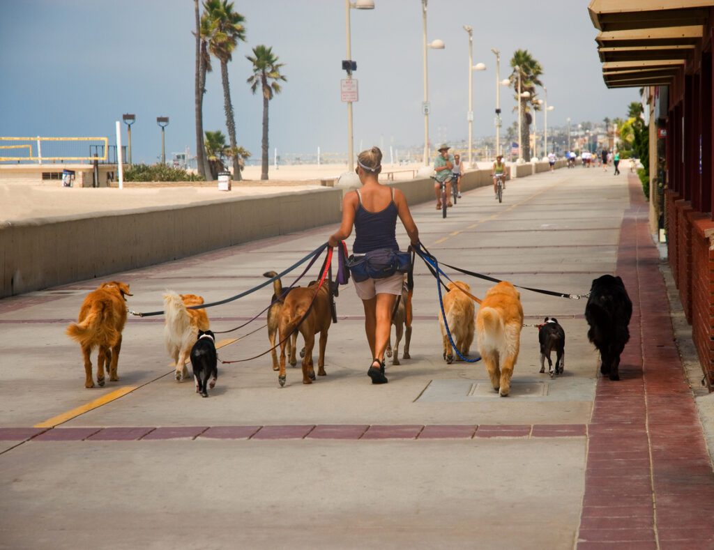 Socialización de nuestros pets
La imagen muestra una paseadora de perros con 10 perros.