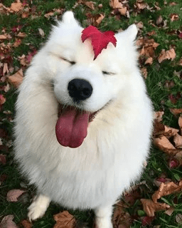 La imagen muestra un lindo perro blanco con una hoja roja en su cabeza