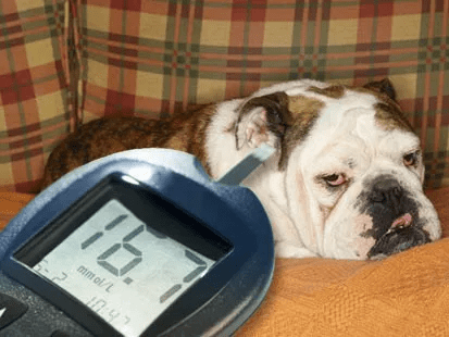 Diabetes en perros