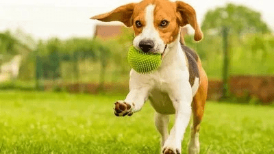 Perrito corriendo con una pelota en su boca