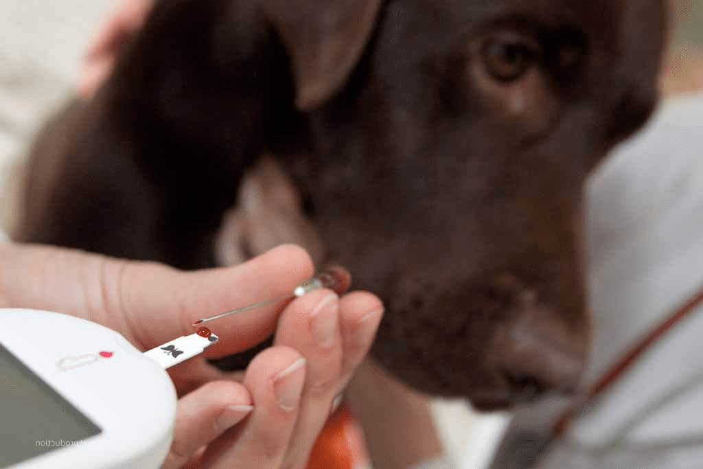 diabetes en perros y gatos