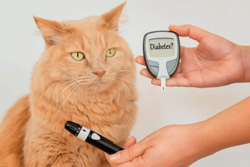 Diabetes en perros y gatos