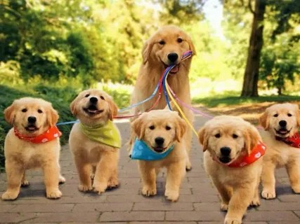 Socializar a nuestros pets
Esta foto muestra una familia de golden, la madre lleva a sus 5 pequeños con su guia