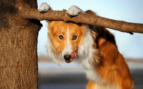 Socializar a las mascotas
Un perro con sus manos apoyando un gajo en un arbol 